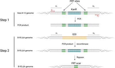 Engineered bacterial host for genetic encoding of physiologically stable protein nitration